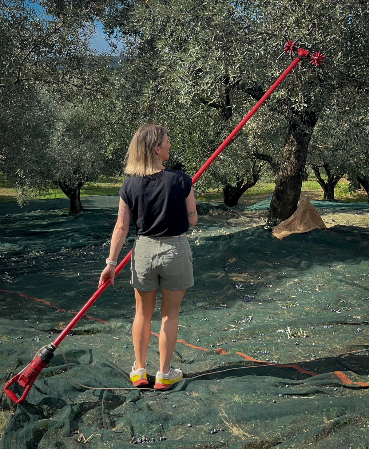 A member of the La Belle Excuse family harvesting olives on the family’s land in Trifilia, Greece.
