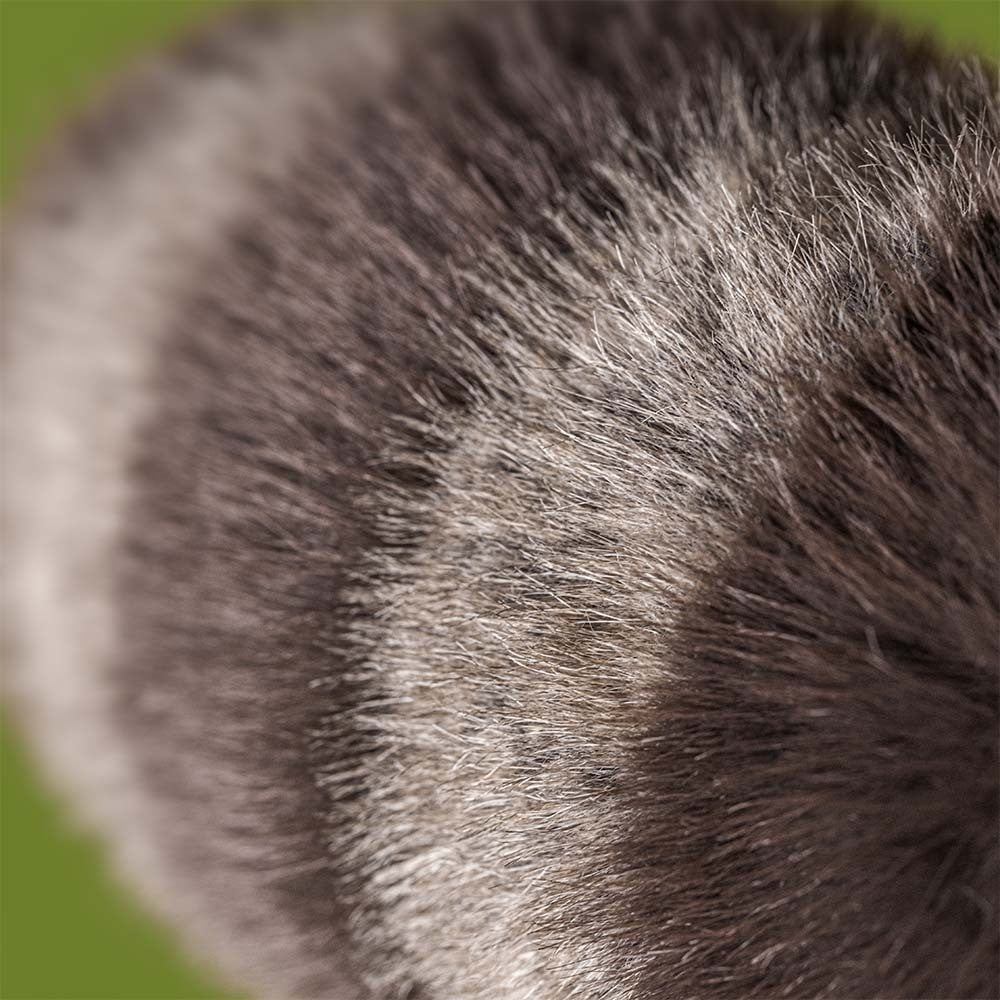 Jellycat | Trixiwoo Raccoon Plush